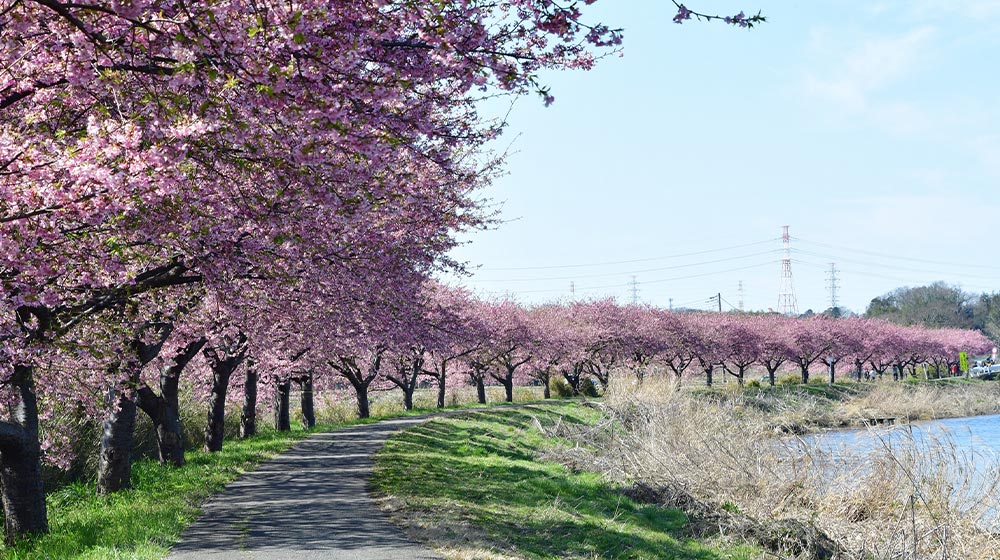 新川千本桜:イメージ